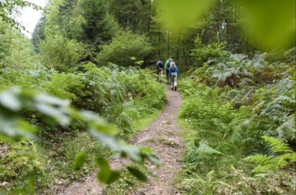 Geishoehe Landgasthof Rose Dammbach Zewnętrze zdjęcie